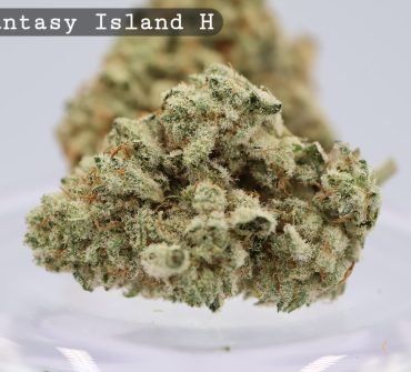 Fantasy Island Hydro indoor