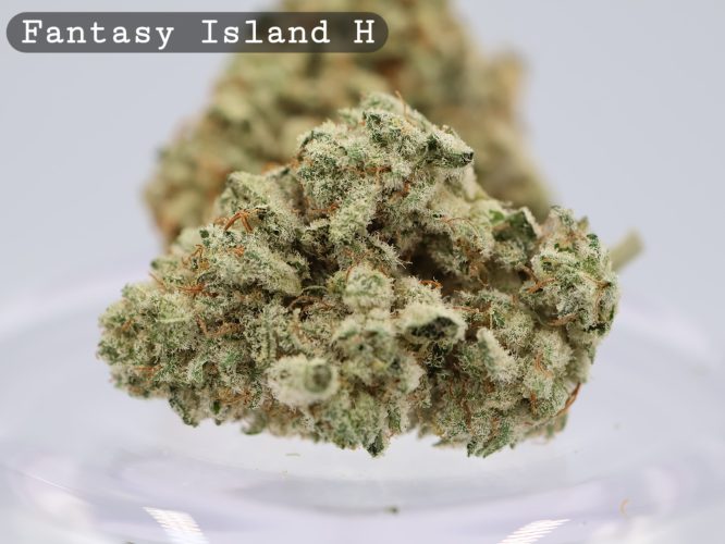 Fantasy Island Hydro indoor