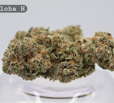 Aloha Hydro Indoor