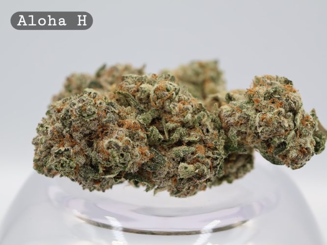 Aloha Hydro Indoor