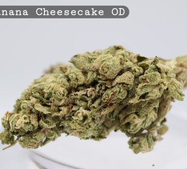 Banana Cheesecake Outdoor strain