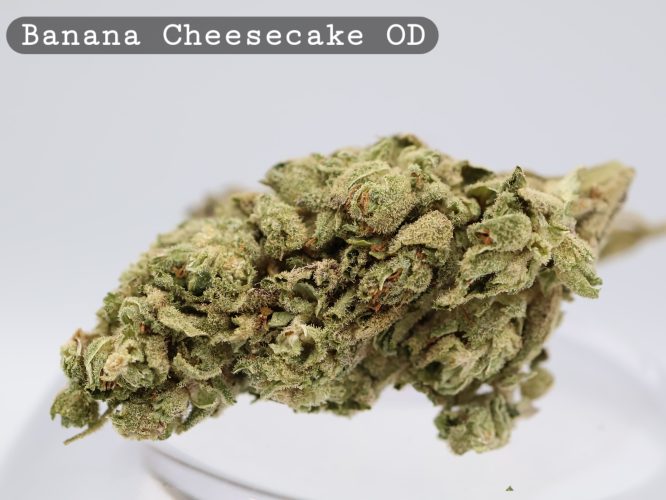 Banana Cheesecake Outdoor strain