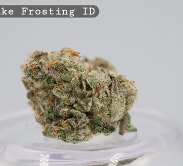 Cake Frosting Indoor strain