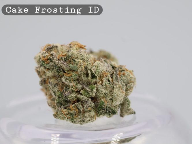 Cake Frosting Indoor strain