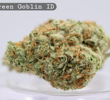 Green Goblin Indoor Strain