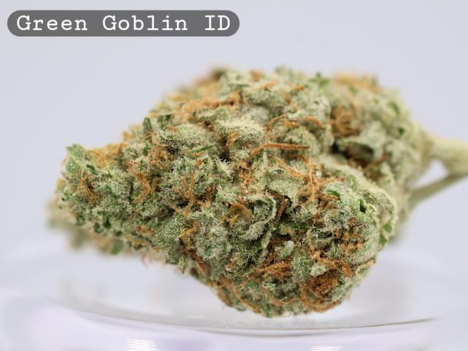 Green Goblin Indoor Strain