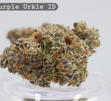 Purple Urkle Indoor Strain