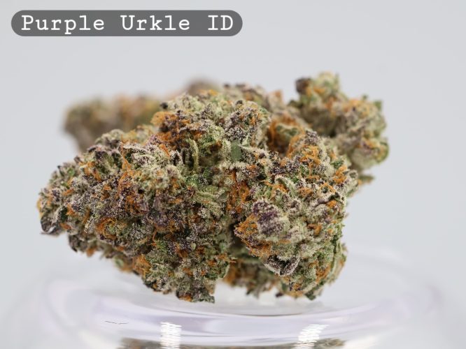 Purple Urkle Indoor Strain