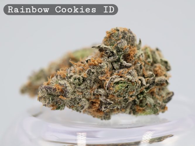 Rainbow Cookies Indoor Strain