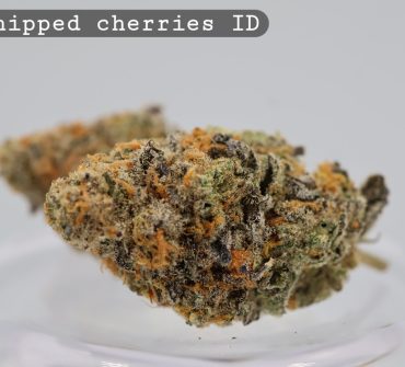 Whipped Cherries Indoor Strain