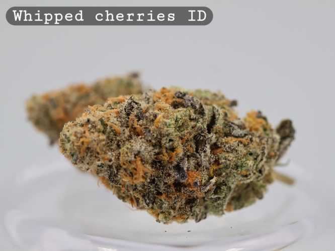 Whipped Cherries Indoor Strain